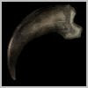 Pristine Animal Claw