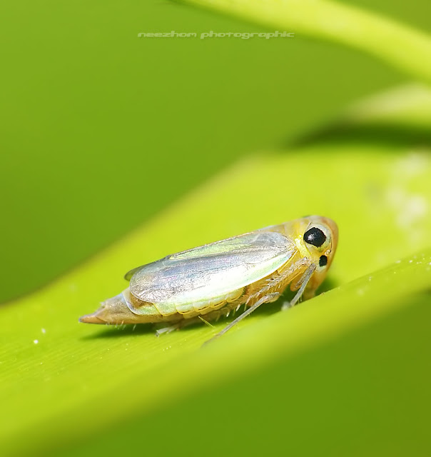 Yellow white Leafhopper