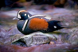 Harlequin Duck (c) 2009 John Ashley