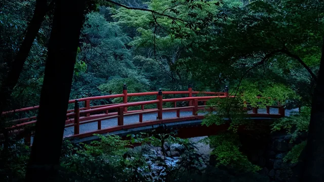 Bridge, Forest, Trees, Branches