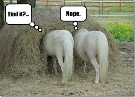 Pictures of Funny Animals (funny horse pics): Finding the lost in the haystack