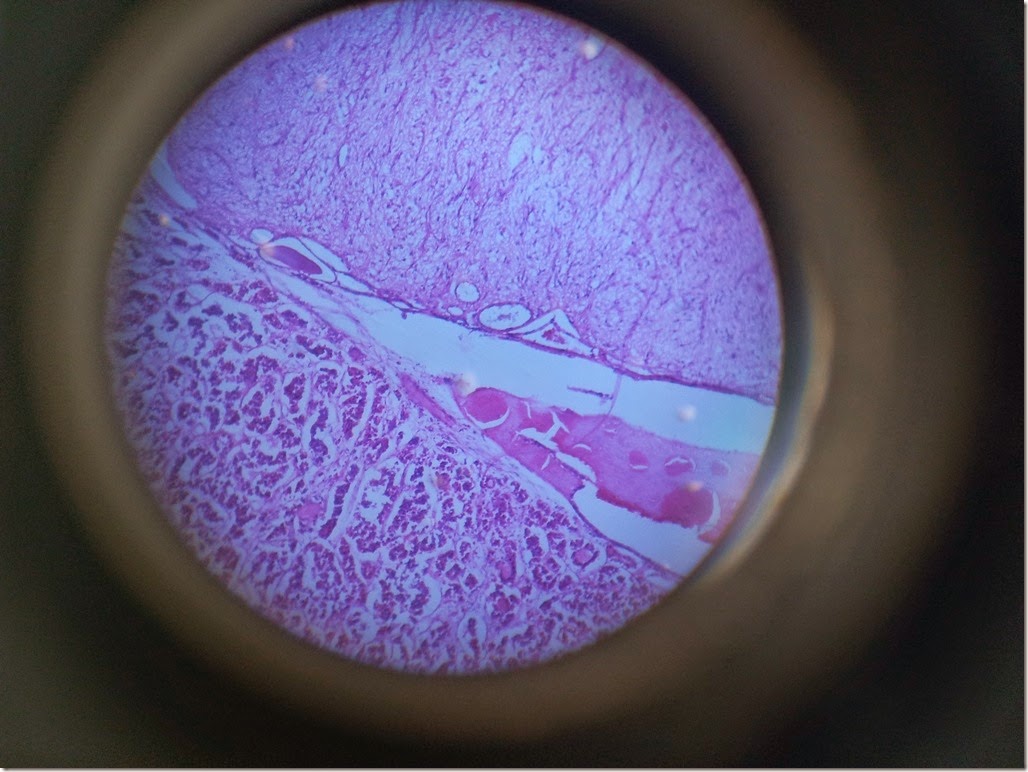 pituitary_gland_Histology_slide