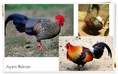 ayam-bekisar