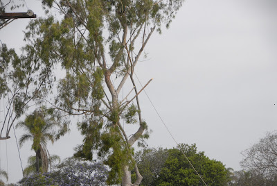 Wisteria tree next to Eucalyptus grove