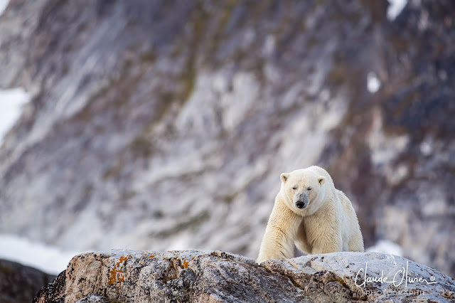 Expédition polaire au Svalbard: Notre rencontre avec Nanuq, l'ours polaire !