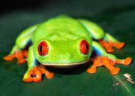 frog