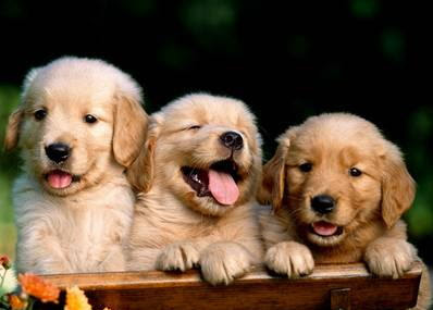 Dogs - Golden Retriever Breeds Puppies Pictures