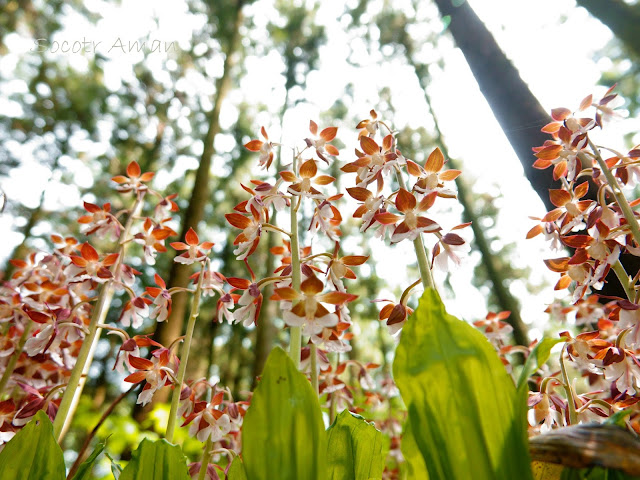 Calanthe discolor