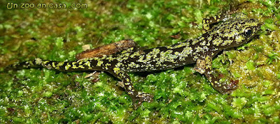 Aneides aeneus - Green Salamander