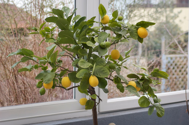 Citronnier, citronnier des 4 saisons, petit arbre, arbres de jardin