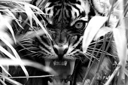 Info Rules for the White Jungle, Take Two