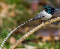 Indian paradise flycatcher- State bird of Madhya Pradesh