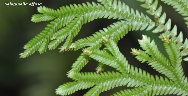 Selaginella effusa