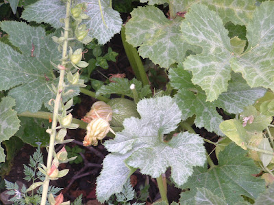 A summer squash peeking out from behind leaves