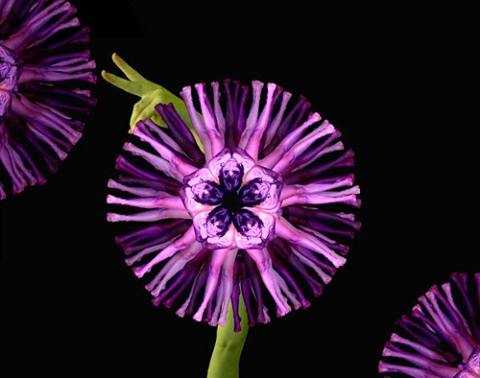 3D Human Flower HD Wallpaper Free Download