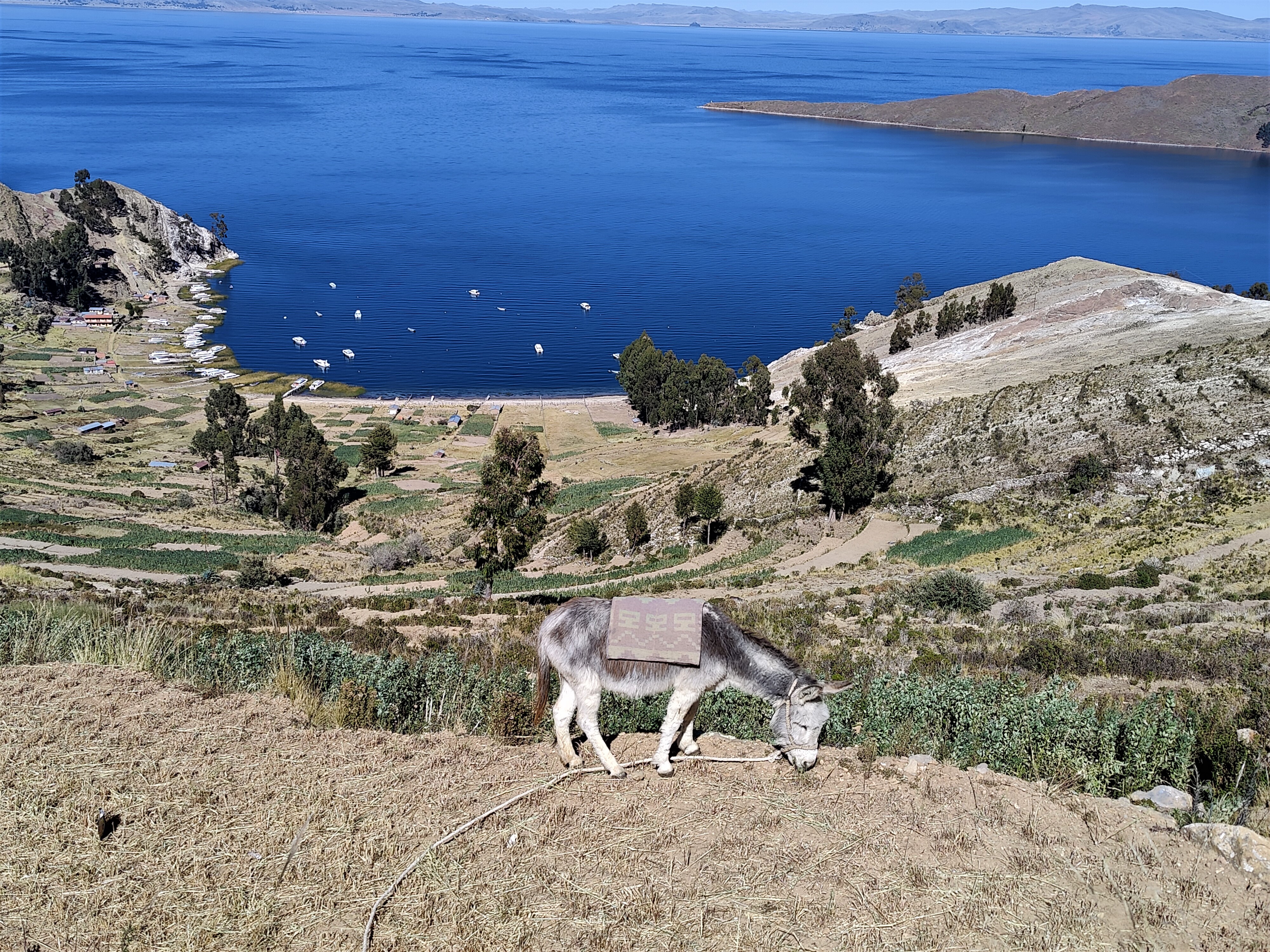 Titicaca -järvi