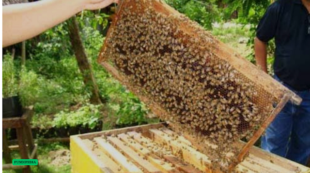 potensi-dan-prospek-budidaya-lebah-madu