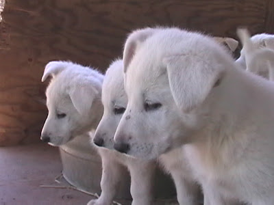 Dogs Info: White German Shepherd