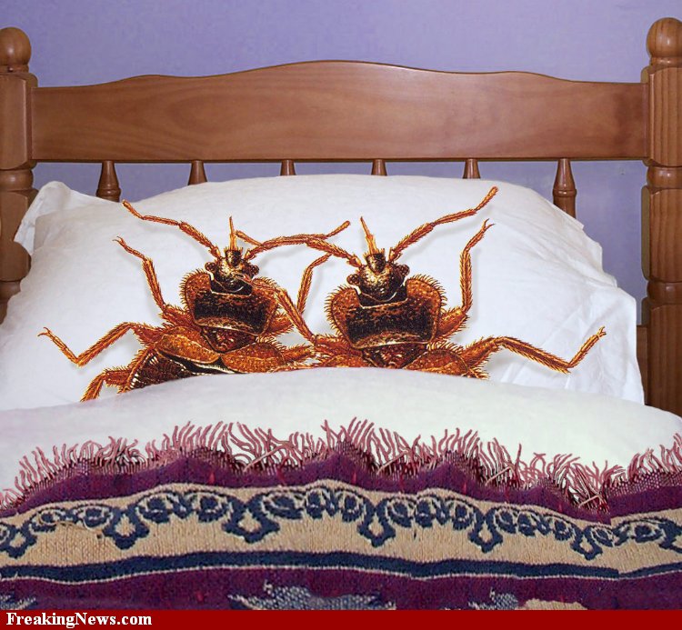 The Social Poets: Funny Video: Campy Bed Bug PSA