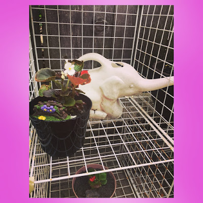 white elephant watering can and begonia in container with fairy garden bridge decor