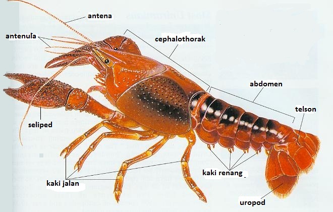 BELAJAR TERUS BIOLOGI ARTHROPODA