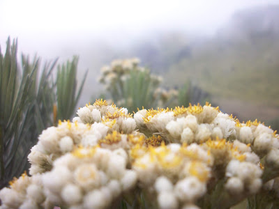 Gunung merbabu