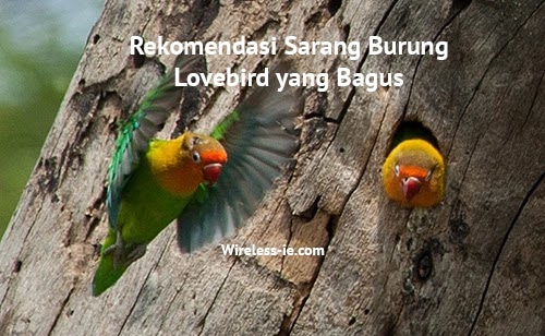 Sarang Burung Lovebird Rekomendasi yang Bagus