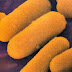 Bacteria for Kids - What is a Bacteria?