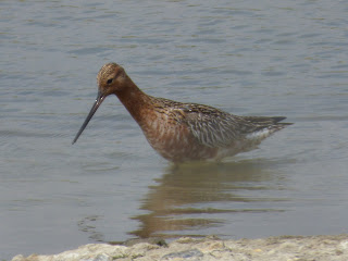 Summer plumage Bar-tailed Godwit