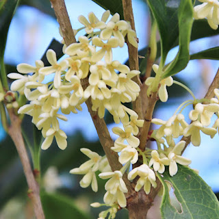 銀木犀 記念樹におすすめの良い香りの植物