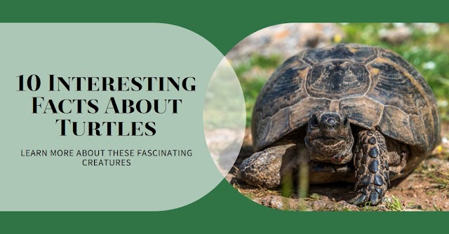 10 Fascinating Facts About Turtles