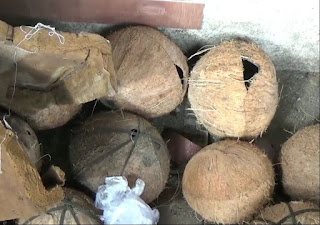 (Antara)-Berawal dari banyaknya limbah batok kelapa yang terbuang percuma, seorang warga Kota Padang, Sumatera Barat, mencoba berkreasi. Usaha yang dirintis sejak 8 tahun yang lalu ini, membuatnya mampu menghidupi keluarganya.