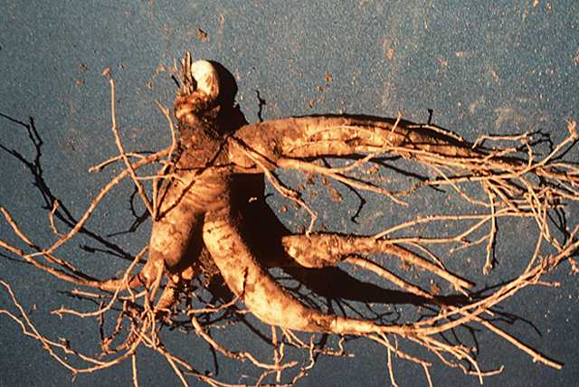 Posted by Catherine Label: alternative medicine , ginseng , suplements