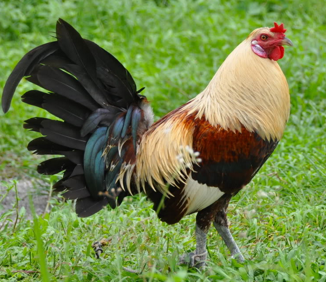  Gambar Ayam  Filipina Petarung Yang Lincah Gambar  Foto 