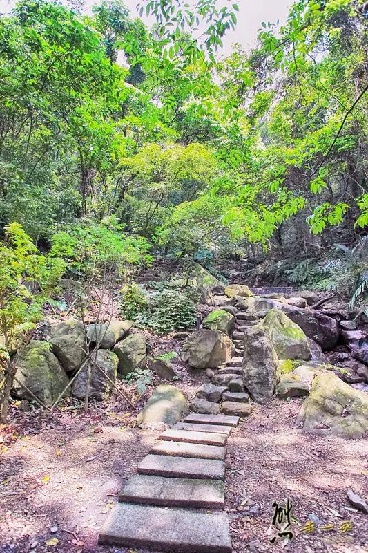 螢火蟲、油桐花、季高緯度熱帶雨林｜三峽 大板根森林溫泉渡假村