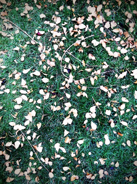 Leaf