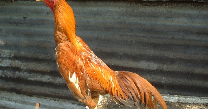 Ayam Bangkok warna  dan jenis ayam bangkok