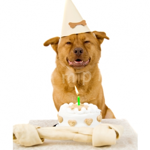 funny animal birthday pictures funny animal birthday pictures funny 