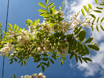 Robinia psuedoacacia near Villanova Mondovì