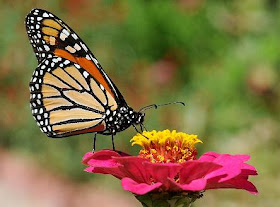 University of Minnesota butterfly expert confronts monarch decline