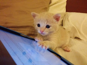 Funny cats - part 99 (40 pics + 10 gifs), cat pictures, kitten playing with tablet