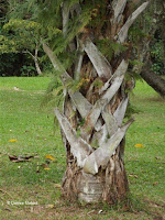 Talipot palm trunk close up - Ho'omaluhia Botanical Garden, Kaneohe, HI