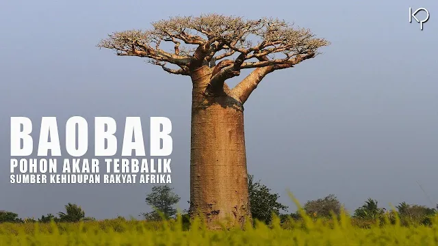 Potensi Dan Fakta Manfaat Pohon Baobab Untuk Kesehatan