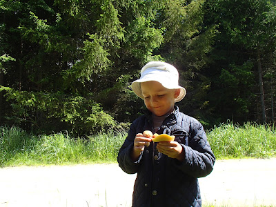 Grzyby wiosenne, grzyby w czerwcu, grzyby na Orawie, grzybobranie w czerwcu, koszyk grzybów w czerwcu, borowik ceglastopory Boletus luridoformis, koźlarz czerwony Leccinum aurantiacum, gołąbek Russula, muchomor Amanita, śluzowce,rulik nadrzewny, dzieci na grzybobraniu, dzieci zbierają grzyby 