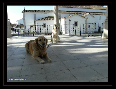 golden retriever in alcochete