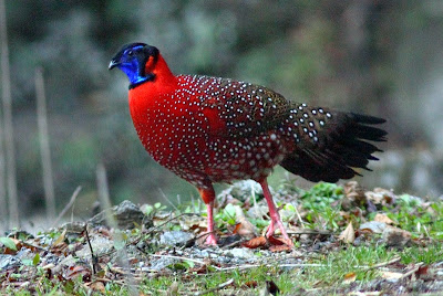 Foto: aves del Valle del Cauca colombia