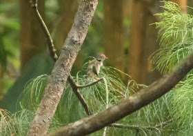 Common Tailorbird - Singapore Botanic Gardens