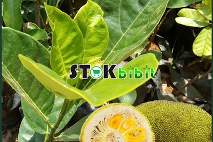 Nangka                                                                                |           pohon nangka gambar