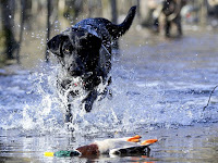 Arkansas still leads nation in mallard harvest