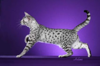 egyptian mau pet cat breeds animal cats picture wallpaper info